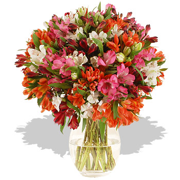 32 British Alstroemeria - flowers