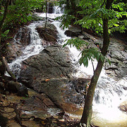 Glimpse of the Rainforest - Private Tour - Child