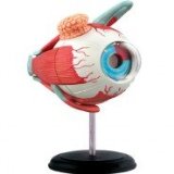 Addject Puzzle Eyeball Anatomy Model