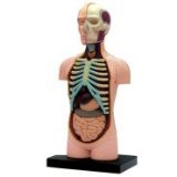 Addject Puzzle Torso Anatomy Model