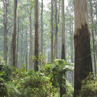 Afternoon City Sights and Dandenong Ranges ATS Melbourne Afternoon City Sights and