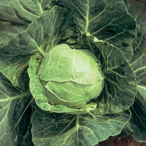 Cabbage Derby Day Seeds