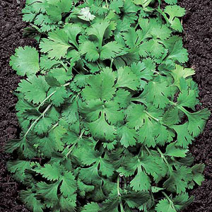 Herb Coriander Seeds