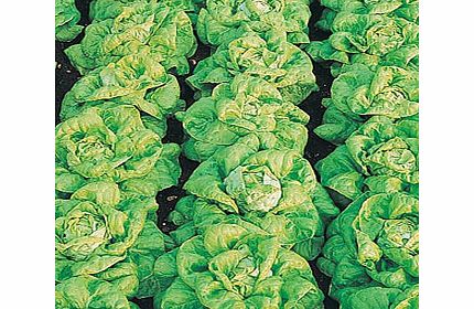 alan titchmarsh Lettuce Buttercrunch Seeds