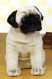 Pug dog