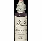 Bach Flower Chestnut Bud Flower Remedy - 20ml