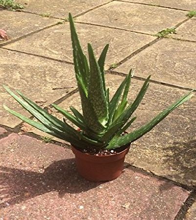 Best4garden Fantastic Delightful Aloe Vera Plant Excellent healing benefit - Aloe Vera Gel - Next day delivery option - Aloe Vera, Aloe vera plants, Aloe plant, Aloe Vera plant, Healing, Aloe Vera Gel, evergreen,