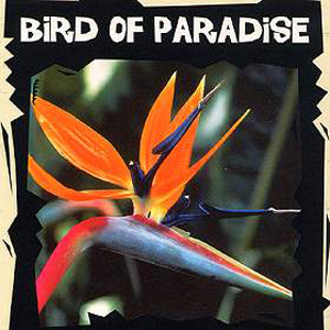 Of Paradise Strelitzia Seeds