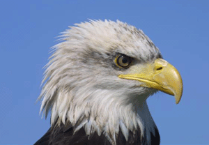 Birds of Prey Experience in Kent