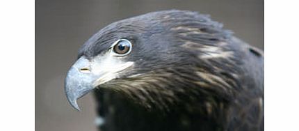 Birds of Prey Experience in the West Midlands