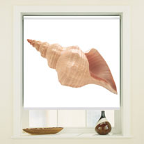 sea shell