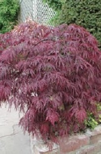 Acer Palmatum Atropurpureum Japanese Maple x 5 plants