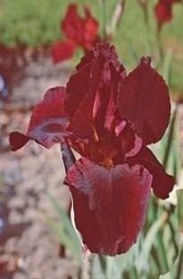 Bearded Iris Caliente x 5 plants