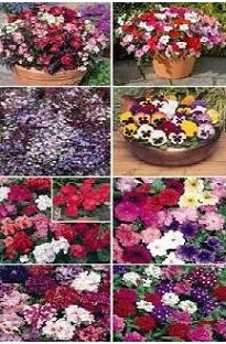 Bedding Plant Collection x 9 trays plug plants