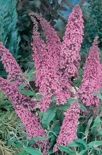 Buddleia (Butterfly Bush) Pink Delight x 5 plants