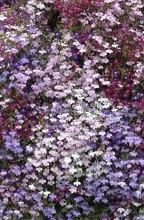 Lobelia Cascade Fountain 50 Mixed Plants + 16 FREE