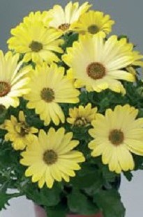 Osteospermum Tambero x 5 young plants