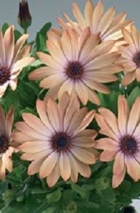 Osteospermum Warembo Arwen x 5 plants