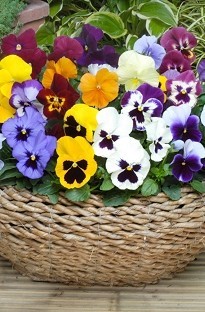 Pansy Panola Blooming Direct Mix x 60 plug plants