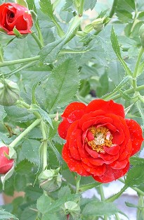 Patio Rose Peter Pan x 5 plants