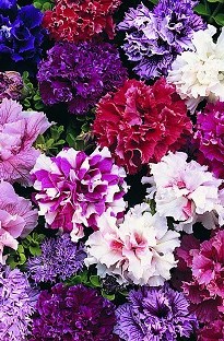 Petunia Double Duo 50 mixed plants +16 FREE