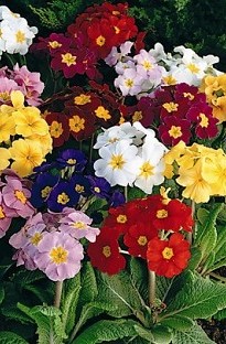 Polyanthus F1 Crescendo Blooming x 60 mixed plug plants