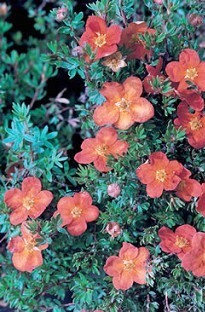 Potentilla Buttercup Shrub x 5 plants