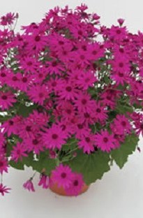 Senetti Magenta x 5 plants