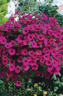 Surfinia Petunia Purple x 5 young plants