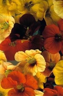 Tropaeolum Tip Top x 50 seeds