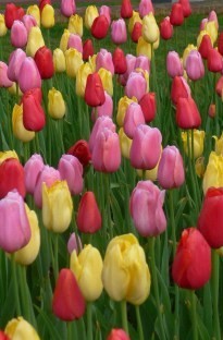 Tulips Blooming Direct Mixed x 25 bulbs