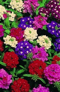 Verbena Quartz Blooming Direct x 50 plants + 16 FREE