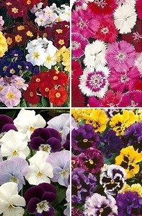 Winter Flowering Bedding Plants x 240 plug plants