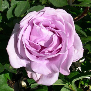 Hybrid Tea Rose