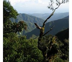 Blue Mountains and Jenolan Caves Tour - Child