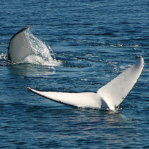 Brisbane Whale Watching - Adult Ex Brisbane