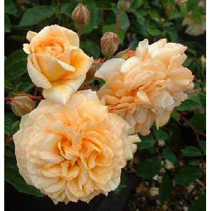 Beauty Hybrid Tea Rose (pre-order now)