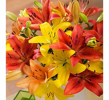 Autumn Luxury Lilies FMLXA