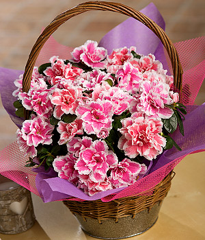 Bunches.co.uk Azalea Basket PAZAB