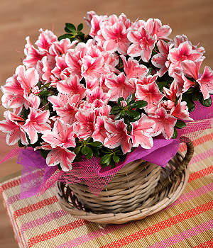 Bunches.co.uk Azalea Teacup PAZATC