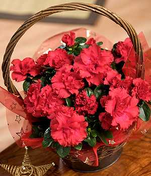 Bunches.co.uk Christmas Azalea Basket XAZAB