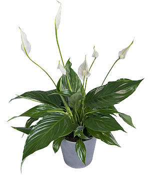 Christmas Peace Lily XPLP