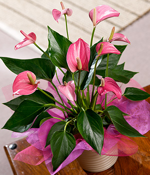 Bunches.co.uk Exotic Anthurium Plant PANTHU