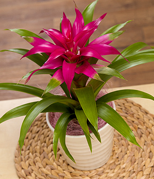 Guzmania Deseo Plant PGUZP