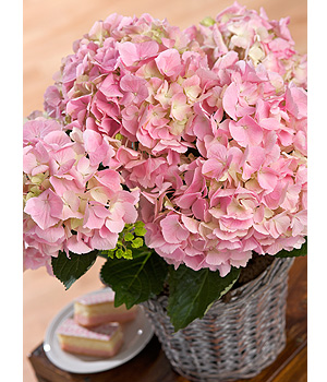 Hydrangea Plant PHYDB