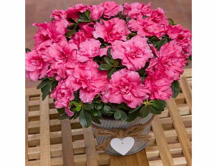 Bunches.co.uk Pink Azalea in Heart Pot PAZCH