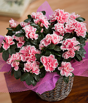 Bunches.co.uk Pink Azalea PMAZAB