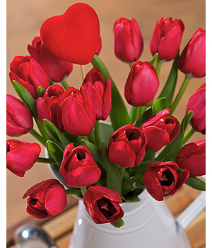 Tulip Passion SDRT