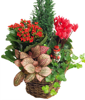 Bunches Winter Garden Basket