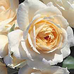 Moment Floribunda Rose (pre-order now)